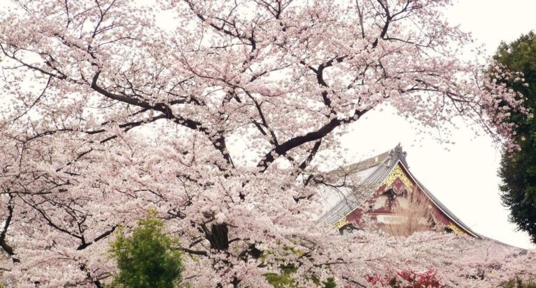 PERAYAAN HANAMI, TRADISI JEPANG SAMBUT MEKARNYA BUNGA SAKURA
